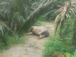 Gajah Sumatra Ditemukan Mati di Perkebunan Sawit Aceh Tamiang