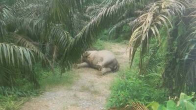 Gajah Sumatra Ditemukan Mati di Perkebunan Sawit Aceh Tamiang