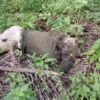 Warga Temukan Mayat Petani di Perladangan Sawit Langkat, Pergelangan Tangan Terlepas