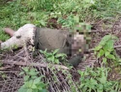 Warga Temukan Mayat Petani di Perladangan Sawit Langkat, Pergelangan Tangan Terlepas